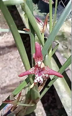 Kit com 4 Maxillaria tenuifolia vermelha