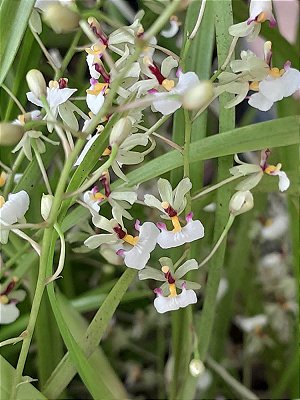 Kit com 4 Gomesa radicans (Ornithophora Radicans)
