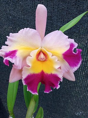 Kit com 4 Cattleya Colorida Flor Grande Pré Adulta (Lc. Recondita Armonia)