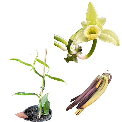Kit com 4 Vanilla planifolia (Baunilha)