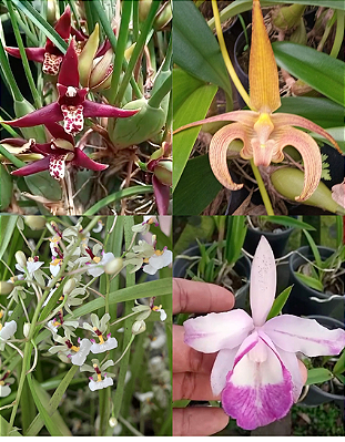 Kit com 4 Espécies Exóticas #2: Bulbophyllum, Maxillaria, Cattleya, Ornitophora