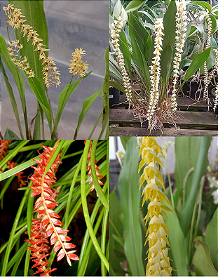 Kit com 4 Espécies de Dendrochilum