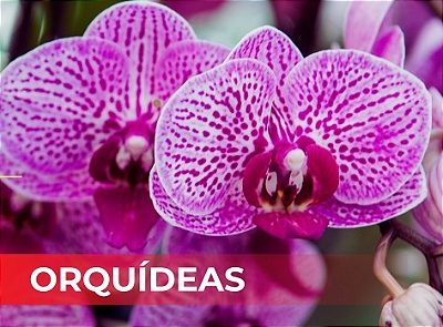 Orquideas