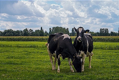 Mini Banner 2 - mobile