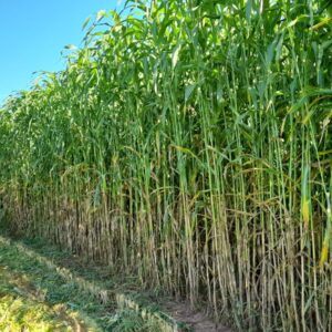 Super Sorgo Forrageiro