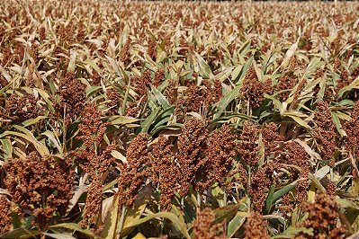 Sorgo Granífero