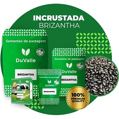 Capim Brizantha