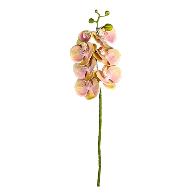 Haste Orquídea X7 75cm - Rosa com Amarelo