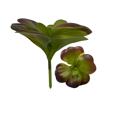 Suculenta 12cm