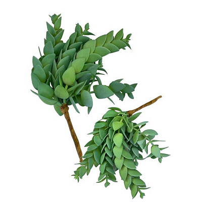 Suculenta Perforata 25cm
