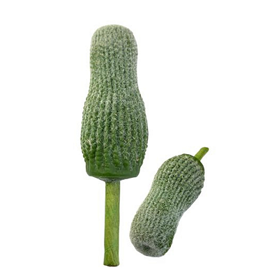 Cacto 17cm