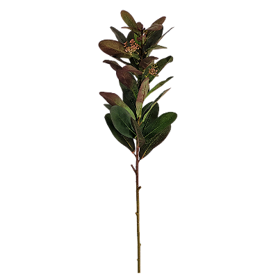 Haste Ancistrocladus 70cm - Verde