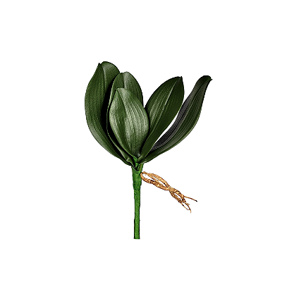Haste Folha Orquidea Phalaenopsis X5 27cm