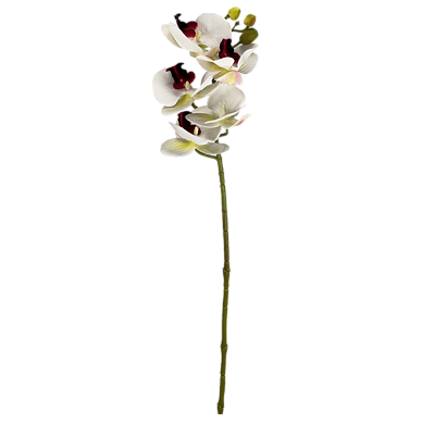Haste Orquídea X5 Flores 68cm