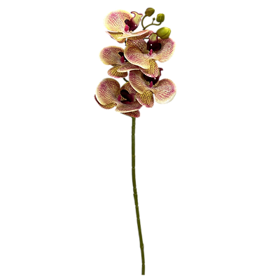 Haste Orquídea X5 Flores 68cm