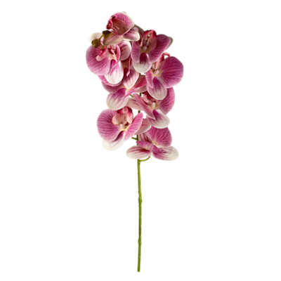 Haste Orquídea 78cm - Branco com Bordo