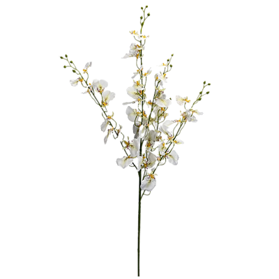 Haste Chuva de Ouro 105cm - Creme