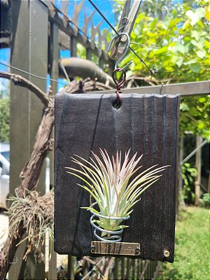 Placa mini COM Tillandsia