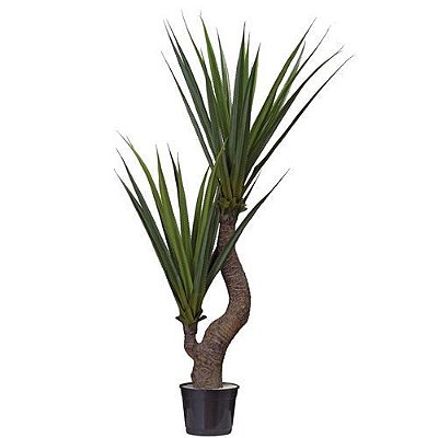 A. PANDANUS X2 160CM (VERDE)