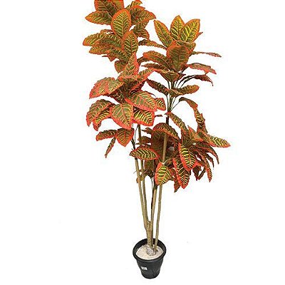 ARVORE CROTON