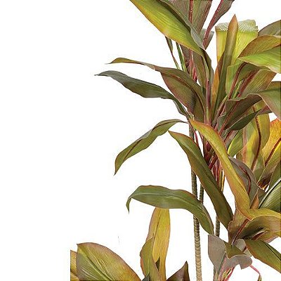 ARVORE DRACENA CORDYLINE 170CM TOQUE NATURAL