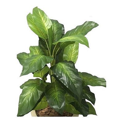 ARVORE FOLHAGEM CALATHEA 1M