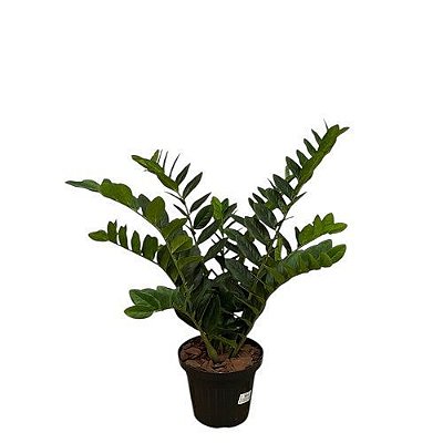 PLANTA ZAMIOCULCA 80CM