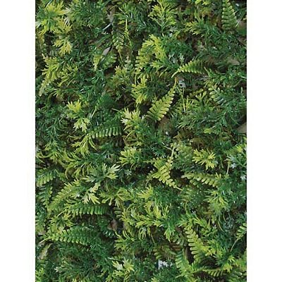 TAPETE DE GRAMA SAMAMBAIA MISTO 60X40CM