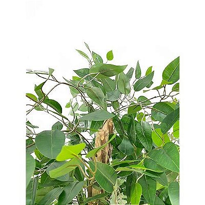 ARVORE FICUS SILICONE 21 GALHOS 160CM