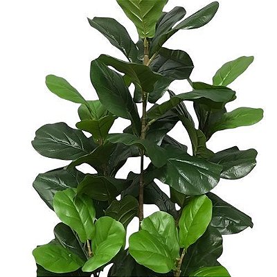ARVORE FICUS LYRATA 1.60M 5 TRONCOS