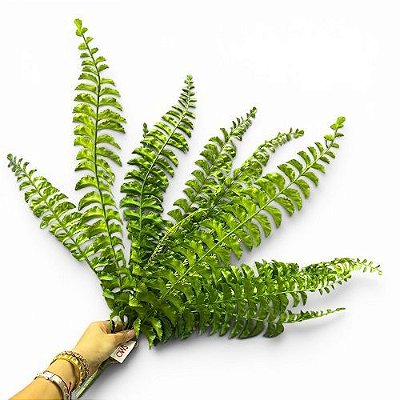 SAMAMBAIA 60CM SILICONE VERDE