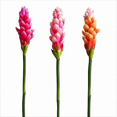HASTE DE ALPINO TROPICAL TOQUE REAL PINK