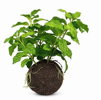 KOKEDAMA HORTELA 2 CORES 20CM