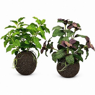 KOKEDAMA HORTELA 2 CORES 20CM