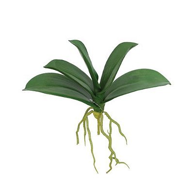 FOLHA DE ORQUIDEA PHALAENOPSIS PREMIUM X5 C/ RAIZ