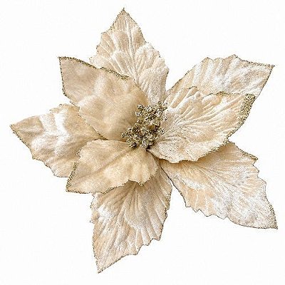 POINSETIA BICO DE PAPAGAIO CHAMPAGNE NATALINA 25CM