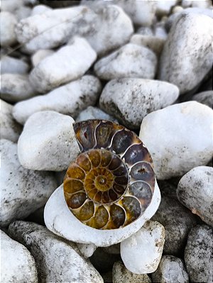 Amonite Natural - Pedra Preciosa Fossilizada
