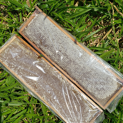 Favo de mel Grande NA MADEIRA- para suporte de favos