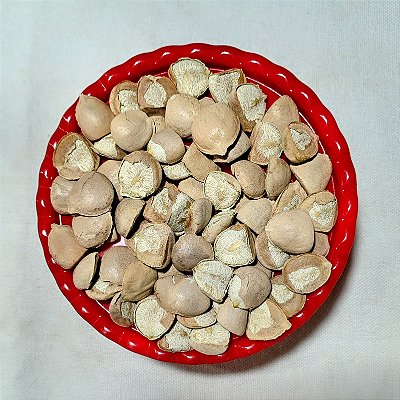 Sementes da índia com Casca 25 unidades selecionadas
