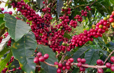 Mini banner pé de café