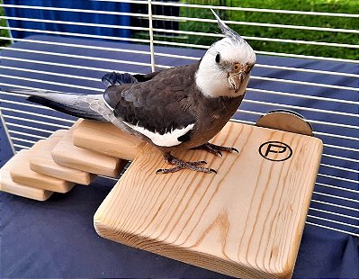 Poleiro Plana Adaptada 15 × 15 cm – Pets Exóticos