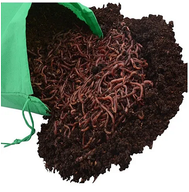 100 Minhocas Californianas - Fertilizantes Naturais para Seu Jardim