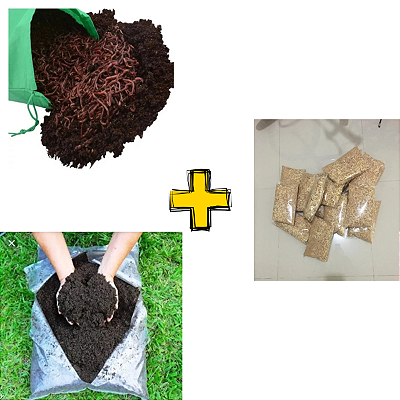 100 Minhocas Californianas Vermelha + Pacote Serragem 500 G + 1KG Humus