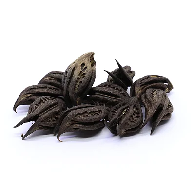 Fava Garra de Pombagira