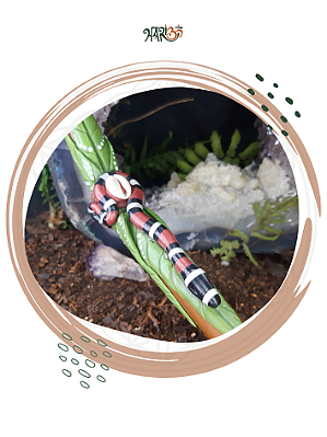 Tepi Cobra Coral - Em Bambu Tratado