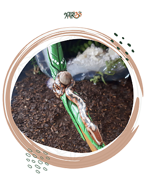 Tepi Jibóia - Em Bambu Tratado