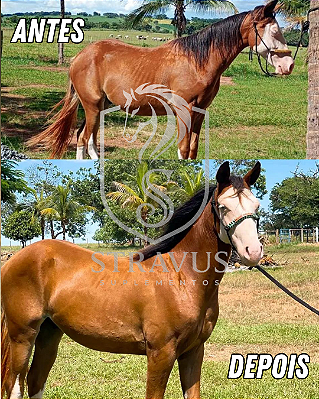 Suplemento Equino Alpha 4kg