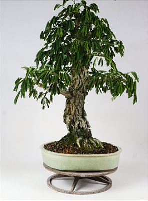 Pitecolobrium Domosum 45cm altura