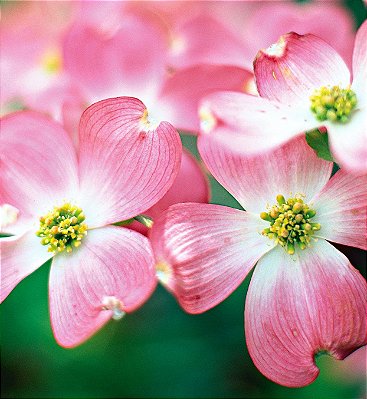 Marcador Flor Dogwood + Miolo - 065M - Flexarte
