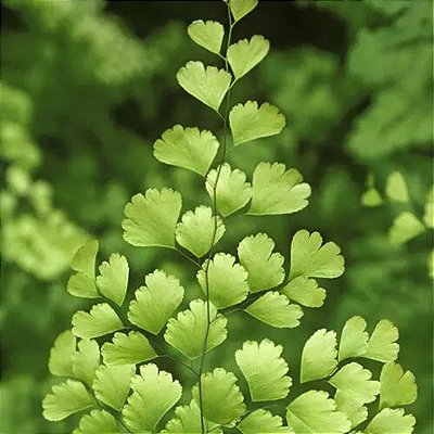 Marcador Folha Avenca 056M -  Luciana Gonzalez -Flexarte